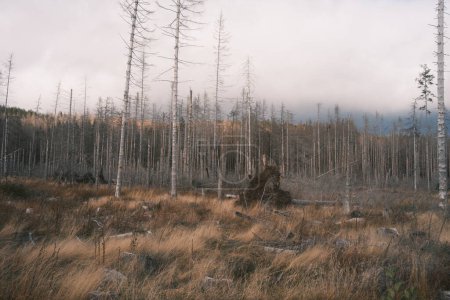 Photo for Many dead trees in National Park - Royalty Free Image
