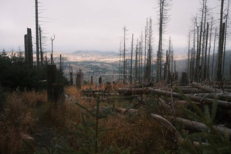 Téléchargez les photos : De nombreux arbres morts dans le parc national - en image libre de droit