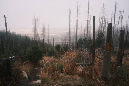 Téléchargez les photos : De nombreux arbres morts dans le parc national - en image libre de droit