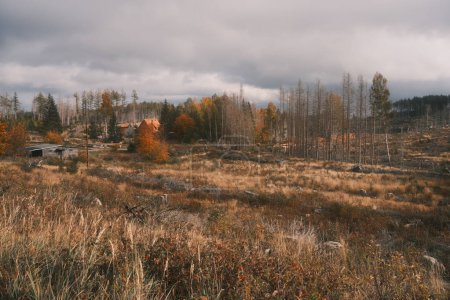 Téléchargez les photos : Forêt sèche d'automne. Contexte naturel - en image libre de droit