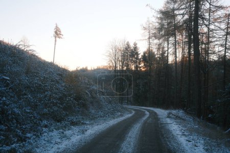 Téléchargez les photos : Beau paysage hivernal avec des arbres en forêt - en image libre de droit
