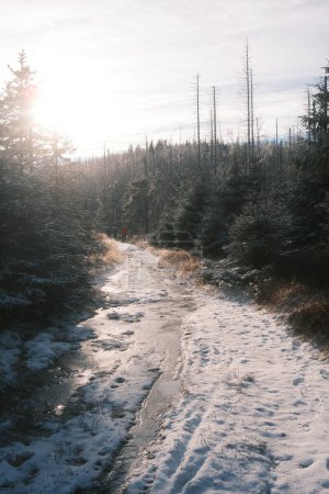 Téléchargez les photos : Beau paysage d'hiver avec des arbres dans la forêt - en image libre de droit
