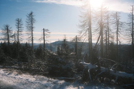Téléchargez les photos : Beau paysage d'hiver avec des arbres dans la forêt - en image libre de droit