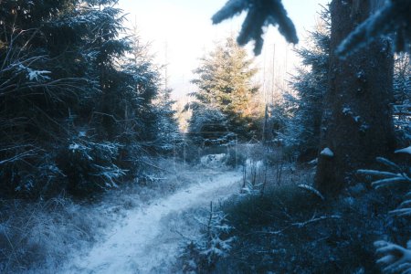 Foto de Hermoso paisaje de invierno con árboles en el bosque - Imagen libre de derechos