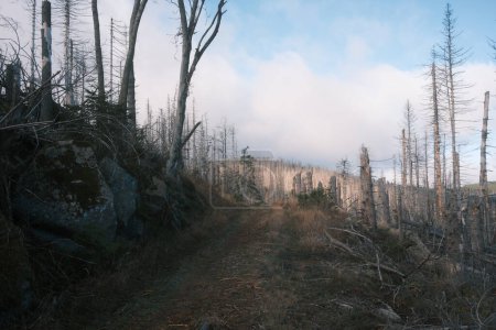 Foto de Hermosa vista del bosque con árboles muertos - Imagen libre de derechos