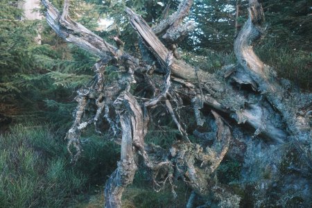 Téléchargez les photos : Vieux tronc d'arbre dans une forêt sombre - en image libre de droit