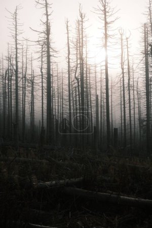 Téléchargez les photos : Belle vue sur la forêt avec des arbres morts - en image libre de droit