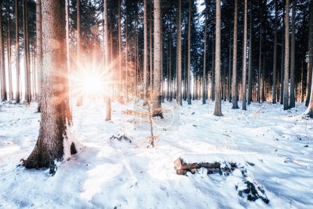 Foto de Bosque de invierno por la noche, hermoso fondo - Imagen libre de derechos