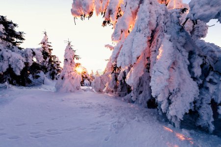 Photo for Winter forest at sunset, beautiful background - Royalty Free Image