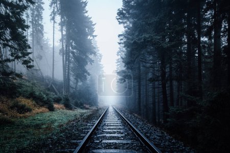 Téléchargez les photos : Chemin de fer brumeux sombre dans la forêt sombre avec brouillard - en image libre de droit