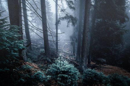 Téléchargez les photos : Arbres forestiers et brouillard en automne, beau fond - en image libre de droit
