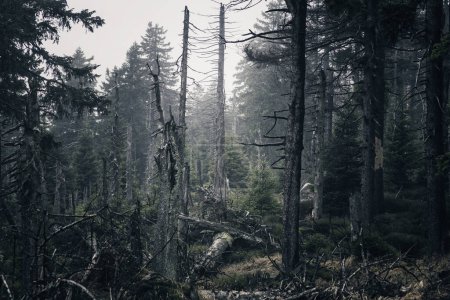 Téléchargez les photos : Un beau plan d'arbres brisés dans la forêt avec de la mousse verte - en image libre de droit