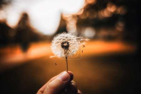 Photo for Dandelion holding in human hands - Royalty Free Image