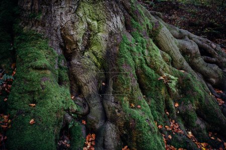 Téléchargez les photos : Racines de gros arbres dans la forêt - en image libre de droit