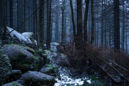 Foto de Bosque oscuro salvaje en invierno - Imagen libre de derechos