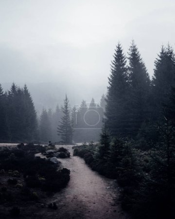 Foto de Bosque de montaña en tiempo brumoso - Imagen libre de derechos