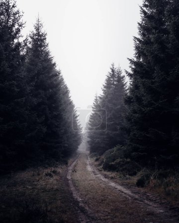 Téléchargez les photos : Beau paysage forestier brumeux avec un pin - en image libre de droit