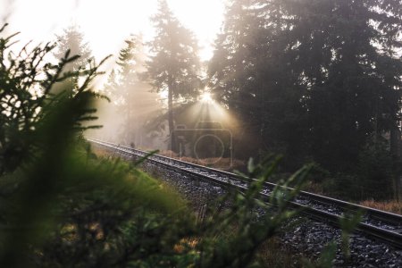 Téléchargez les photos : Voie ferrée dans la forêt brumeuse - en image libre de droit