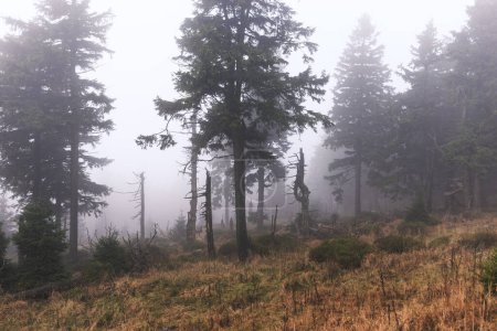 Téléchargez les photos : Forêt de montagne au temps brumeux - en image libre de droit