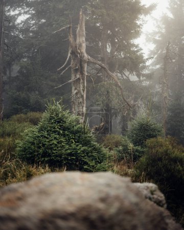 Téléchargez les photos : Forêt sauvage au temps brumeux - en image libre de droit