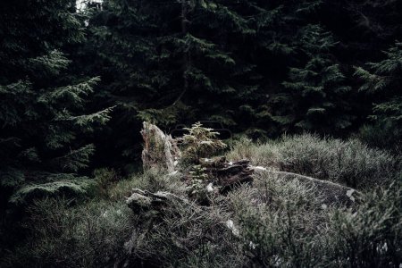 Téléchargez les photos : Belle forêt sauvage avec des conifères - en image libre de droit