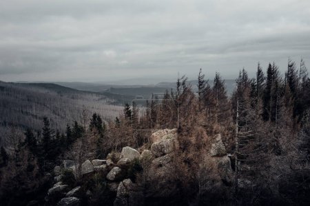 Téléchargez les photos : Vue de la belle forêt de montagne - en image libre de droit