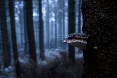 Téléchargez les photos : Champignon sur arbre dans la forêt sauvage - en image libre de droit
