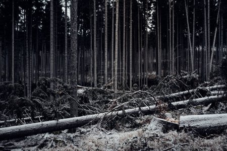 Téléchargez les photos : Belle forêt sombre sauvage avec des arbres - en image libre de droit