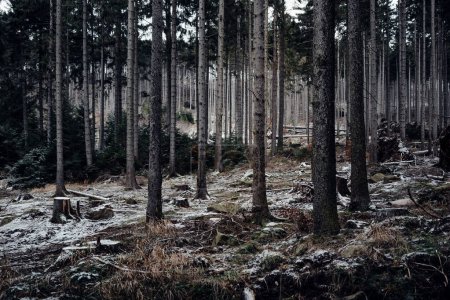 Téléchargez les photos : Belle forêt sombre sauvage avec des arbres - en image libre de droit