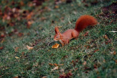 Photo for Red squirrel in the green grass - Royalty Free Image