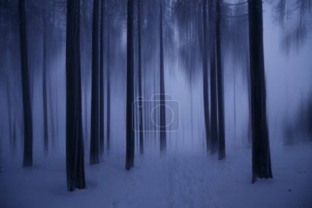 Téléchargez les photos : Forêt enneigée sauvage en hiver - en image libre de droit
