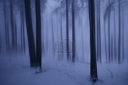 Téléchargez les photos : Forêt enneigée sauvage en hiver - en image libre de droit