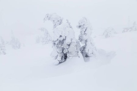 Photo for Snowy trees in winter season - Royalty Free Image