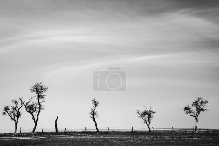 Photo for Beautiful landscape with lonely trees - Royalty Free Image