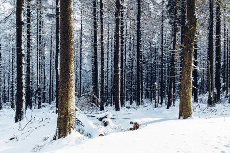Téléchargez les photos : Belle forêt enneigée en saison hivernale - en image libre de droit