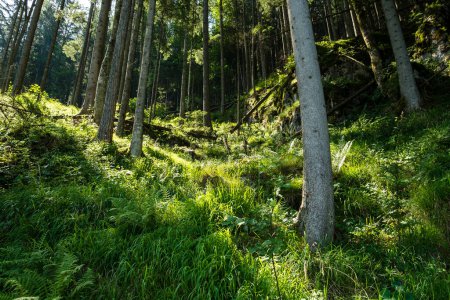 Téléchargez les photos : Une belle vue sur la forêt verte - en image libre de droit