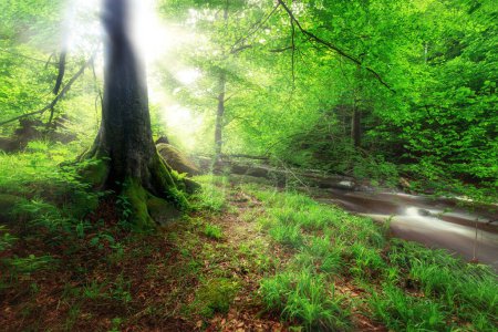 Téléchargez les photos : Arbres verts dans la forêt - en image libre de droit