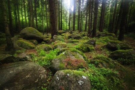 Foto de Piedras en el bosque - Imagen libre de derechos
