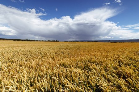 Téléchargez les photos : Champ de blé et ciel bleu - en image libre de droit