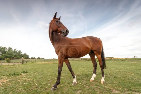 Téléchargez les photos : Portrait de cheval dans paddock - en image libre de droit