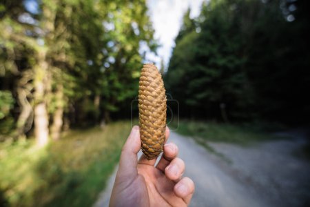 Photo for Hand holding a cone in forest - Royalty Free Image