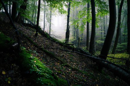 Téléchargez les photos : Forêt brumeuse sombre en automne - en image libre de droit