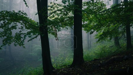 Téléchargez les photos : Forêt sombre brumeuse avec des arbres - en image libre de droit
