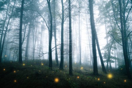 Photo for Mysterious forest with trees and fog - Royalty Free Image