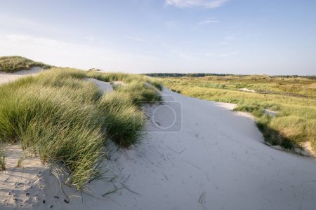 Téléchargez les photos : Dunes de sable sur la plage - en image libre de droit