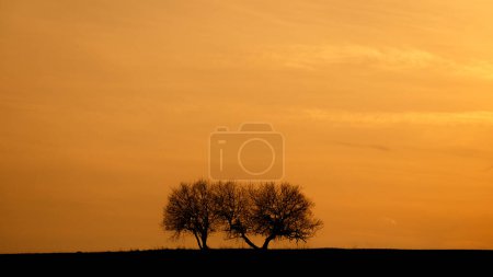 Téléchargez les photos : Silhouettes d'arbres au coucher du soleil - en image libre de droit