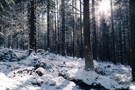Foto de Bosque de invierno cubierto de nieve - Imagen libre de derechos