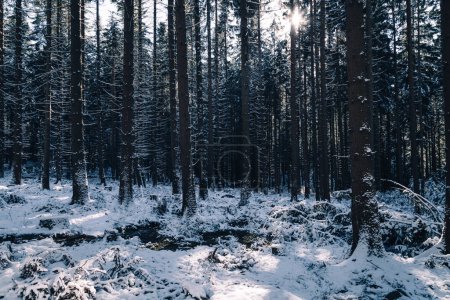 Téléchargez les photos : Rameaux de pins en hiver - en image libre de droit