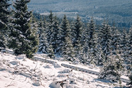 Téléchargez les photos : Forêt couverte de neige - en image libre de droit