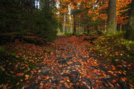 Photo for Colorful autumn landscape in the forest. - Royalty Free Image